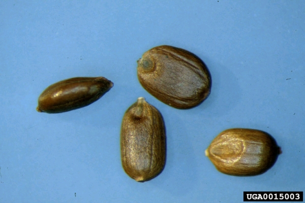 Kikuyu grass seeds are 1.5-2.5 mm in length (Photo: USDA APHIS PPQ Archives, USDA APHIS PPQ, www.forestryimages.org) 