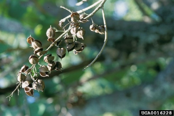 Mature seed capsules of Paulownia tomentosa (Photo: James H. Miller, USDA Forest Service, www.forestryimages.org)