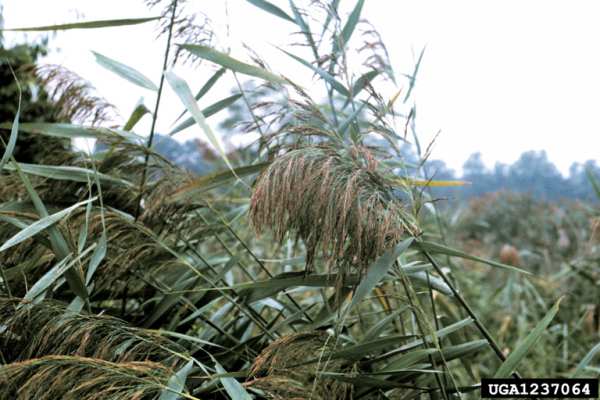 Phragmites australis Rootstock Best  Deal? Common Reed, 
