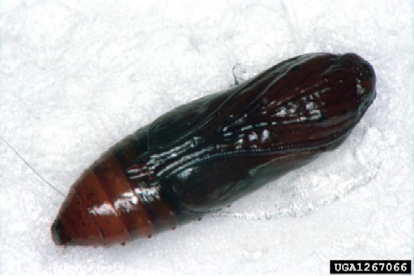 Cactoblastis cactorum pupa (Photo: Susan Ellis, USDA APHIS PPQ, www.insectimages.org)