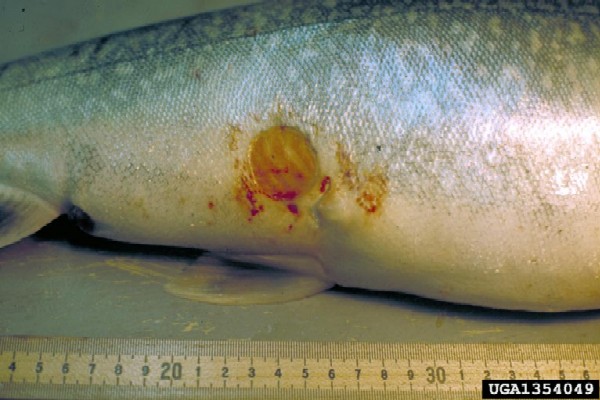 Wound on fish caused by Petromyzon marinus (Photo: Center for Great Lakes and Aquatic Sciences Archives, University of Michigan, www.forestryimages.org)