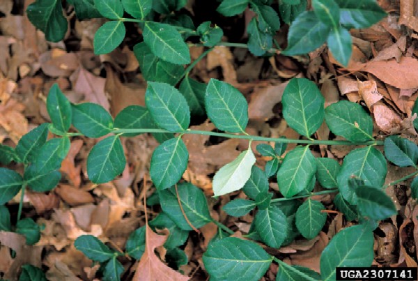 Euonymus fortunei foliage (Photo: James H. Miller, USDA Forest Service, www.forestryimages.org)