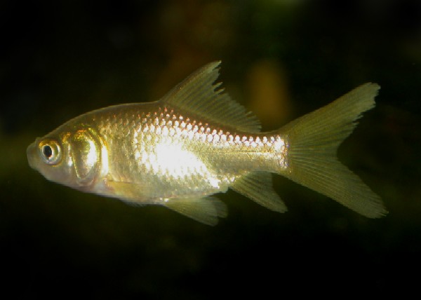 Goldfish%20%20BioBlitz%20%20Auckland%20Domain%2013-3-05%20e