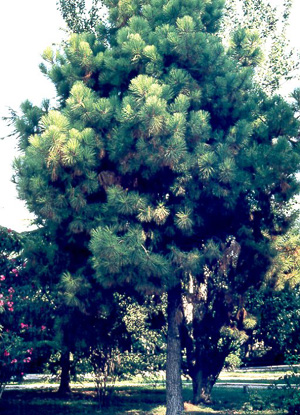 Pinus pinaster tree (Photo: Jos� Manuel S�nchez de Lorenzo C�ceres, Spain)