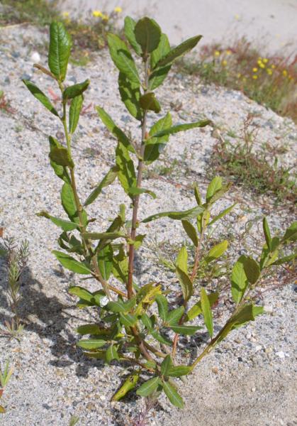 Aschweide Salix cinerea Grauweide 