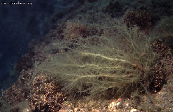 Hypnea musciformis (Photo: � Peter Wirtz www.algaebase.org)