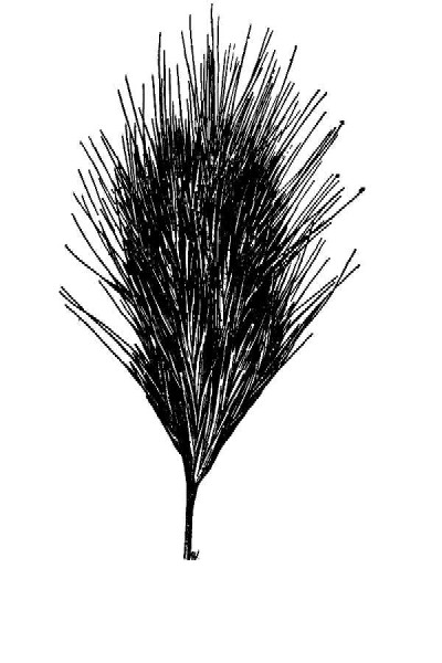 Line drawing of Bromus rubens (USDA-NRCS PLANTS Database / Hitchcock, A.S. (rev. A. Chase). 1950. Manual of the grasses of the United States. USDA Misc. Publ. No. 200. Washington, DC)