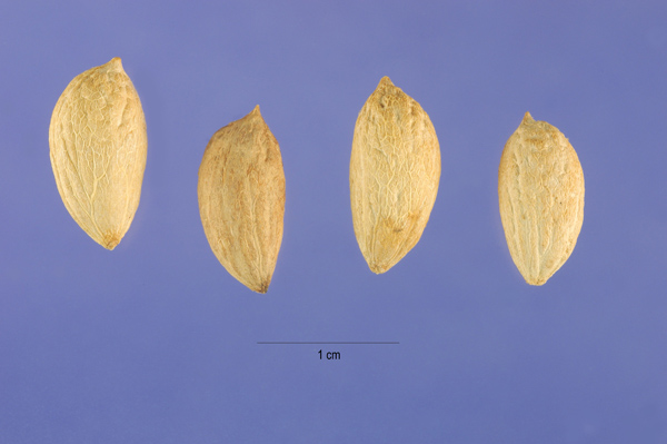 HATCHMATIC Germination Seeds Seed Arbequina Live Seed Olea europaea