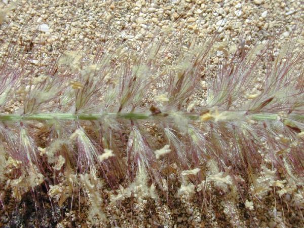 Pennisetum setaceum seedhead (Photo: Forest & Kim Starr (USGS))