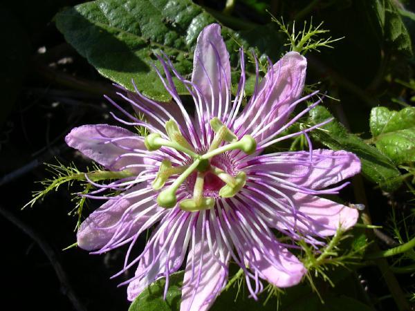 Love-in-a-Mist Passionflower Passiflora foetida 25 Seeds 