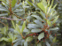 Morella faya male flowers(Photo: Forest & Kim Starr)