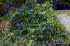 Ampelopsis brevipedunculata (Photo: Jil M. Swearingen, USDI National Park Service, www.forestryimages.org)