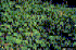 Ampelopsis brevipedunculata (Photo: Jil M. Swearingen, USDI National Park Service, www.forestryimages.org)