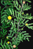 Acacia farnesiana (Photo: Fagg, M., Australian National Botanic Gardens. Website: http://www.anbg.gov.au)