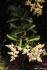 Ligustrum lucidum flowers (Photo: James H. Miller, USDA Forest Service)