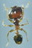 Pheidole megacephala worker (soldier) dorsal view (Photo: Japanese Ant Color Image Database)