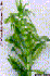 Egeria densa (Photo: Virginia Tech Weed Identification Guide Archives, www.forestryimages.org)