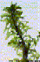 Egeria densa (Photo: Virginia Tech Weed Identification Guide Archives, www.forestryimages.org)