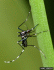 Aedes albopictus - adult (Photo: Susan Ellis, Bugwood.org)