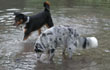 Domestic dog variants in a pond (Photo: Tania Dewey)