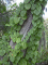 Dioscorea bulbifera habit (Photo: Forest & Kim Starr, United States Geological Survey, Bugwood.org)