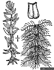 Myriophyllum heterophyllum (Photo: USDA NRCS PLANTS Database)