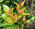 Ardisia elliptica foliage (Photo: Ken A. Langeland, University of Florida, Bugwood.org)