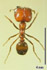 Solenopsis geminata worker dorsal view (Photo: Japanese Ant Color Image Database)