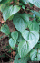 Dioscorea bulbifera foliage (Photo: James H. Miller, USDA Forest Service, Bugwood.org)
