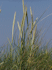 Marram Grass (Photo: Griensteidl, www.commons.wikimedia.org)