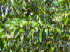 Annona glabra (Photo: USGS)