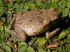 Female cane toad (Photo: Craig G. Morley)