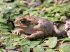 Female cane toad (Photo: Craig G. Morley)