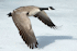 Canadian goose flying (Photo: Cszmurlo, www.commons.wikimedia.org)