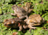 Cane toads (Photo: Craig G. Morley)