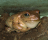 Cuban Tree Frog  (Photo: Ltshears,  www.commons.wikimedia.org)