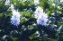 Eichhornia crassipes (Photo: MAF, NZ)