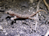 Hemidactylus frenatus (Photo: Nik Cole, Durrell Wildlife Conservation Trust www.durell.org)