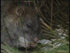 Norway rat in tussock on Campbell Island (Photo: Peter and Judy Morrin Wildlife Photography)