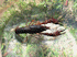 Procambarus clarkii (Photo:Duloup, www.wikipedia.org)