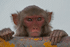Rhesus Macaque (Photo: J.M.Garg, www.wikipedia.org)