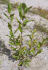 Salix cinerea (Photo: Trevor James, New Zealand Plant Protection Society)