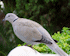 Eurasian collared dove (Photo: Vamue, www.commons.wikimedia.org)
