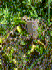 Anredera cordifolia - showing tubers (Photo: Armadale Gosnells Landcare Group)