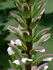 Acanthus mollis (Photo: USDA-NRCS PLANTS Database)