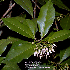 Leaves of Ardisia elliptica