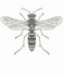 Polistes chinensis antennalis (Image: www.ento.csiro.au)