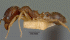 Pheidole megacephala (Photo: Cambou�, AntWeb, hosted by California Academy of Sciences)