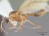 Pheidole megacephala  (Photo: Mark Deyrup , AntWeb, hosted by California Academy of Sciences)