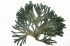 Codium fragile ssp. Tomentosoides (Photo: Luis A. Solorzano, californiabiota.com)